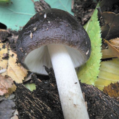 Pluteus seticeps