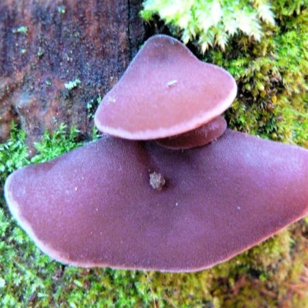 Auricularia auricula-judae