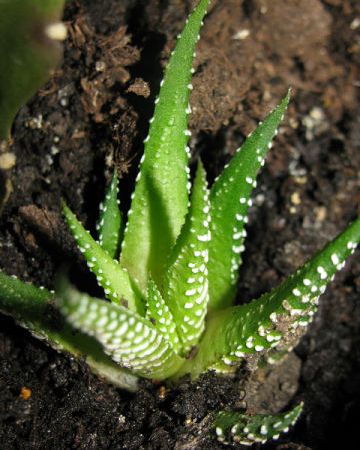 aloe aristata