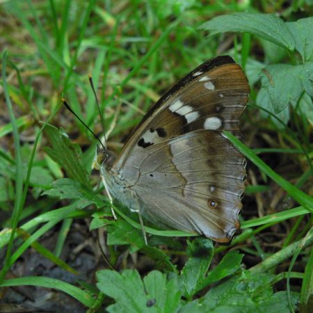 Apatura iris