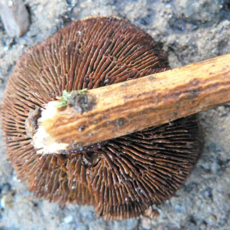 Daedaleopsis tricolor
