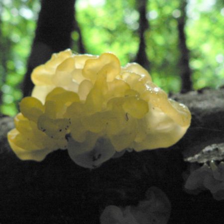 Tremella mesenterica