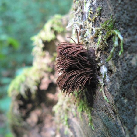 Stemonitis axifera