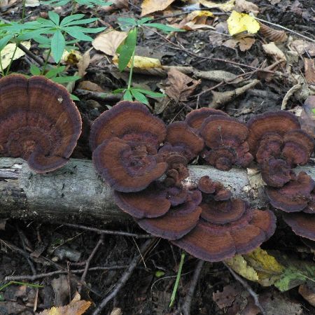 Daedaleopsis confragosa var.tricolor