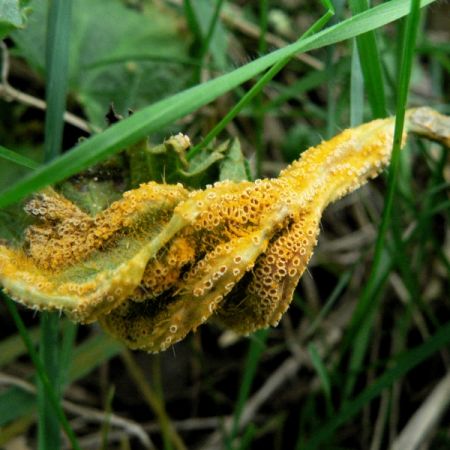 Puccinia urticata