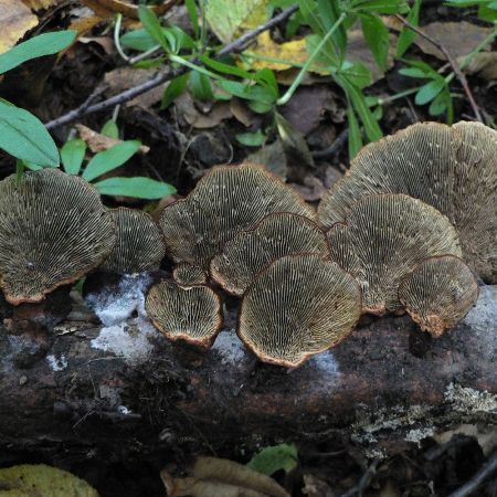 Daedaleopsis confragosa var.tricolor