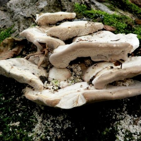 Trametes gibbosa