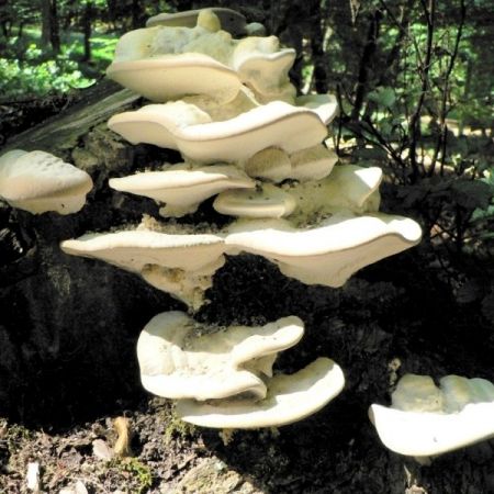 Trametes gibbosa