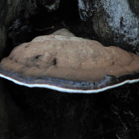 Ganoderma applanatum