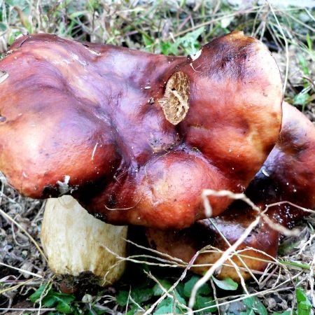 Russula mustelina