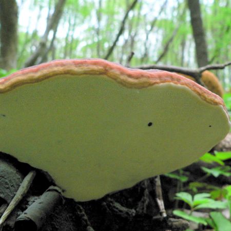 Fomitopsis pinicola