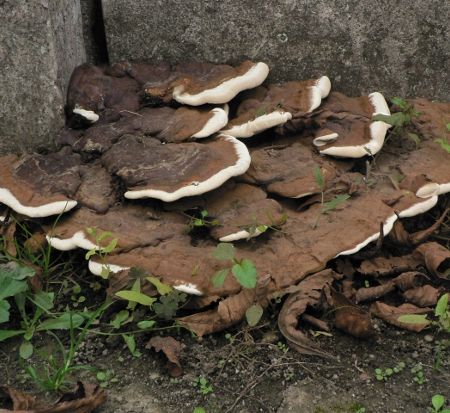 Ganoderma adspersum