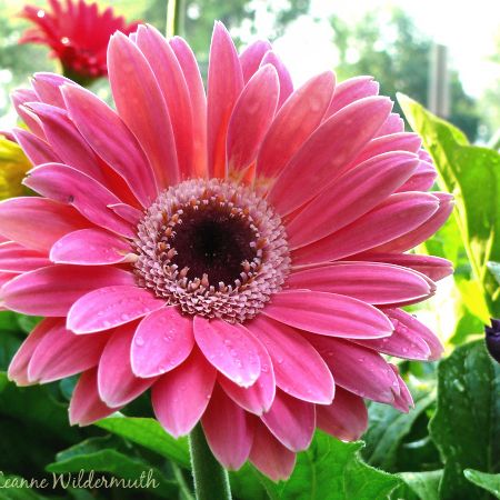 gerbera