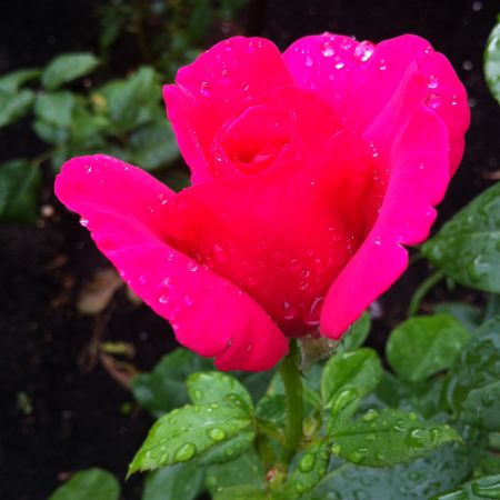 trandafir  roz