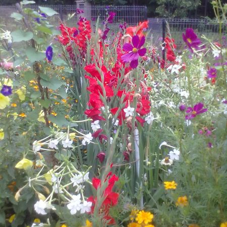 gladiole