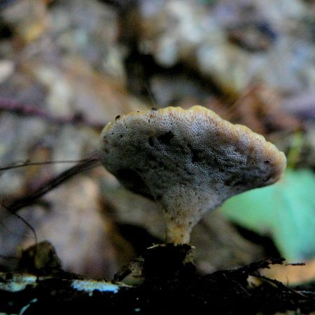 Polyporus varius f.elegans