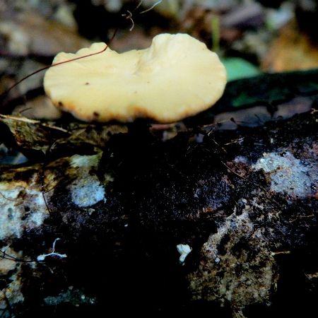 Polyporus varius f.elegans