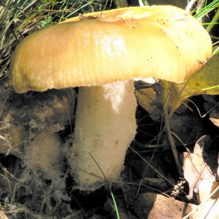 Russula pectinatoides