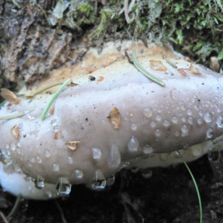 Fomitopsis pinicola