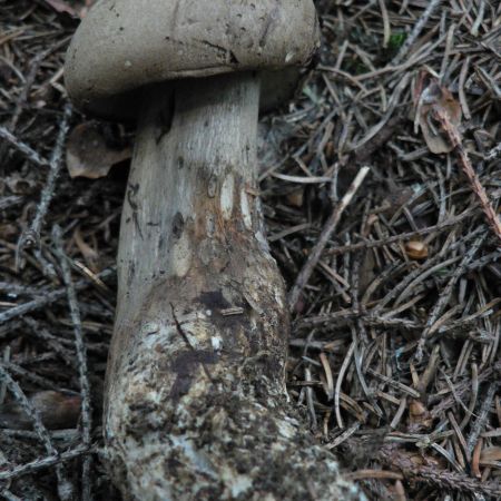 Boletus porphyrosporus