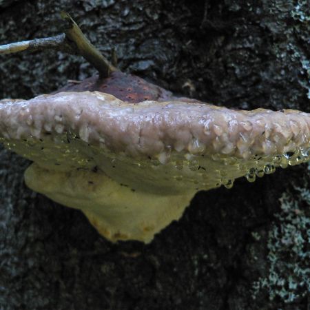 Fomitopsis pinicola