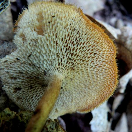 Polyporus arcularius