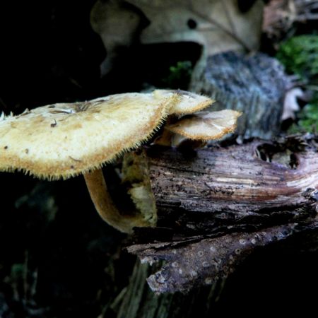 Polyporus arcularius