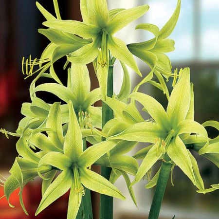 Amaryllis 'Evergreen'