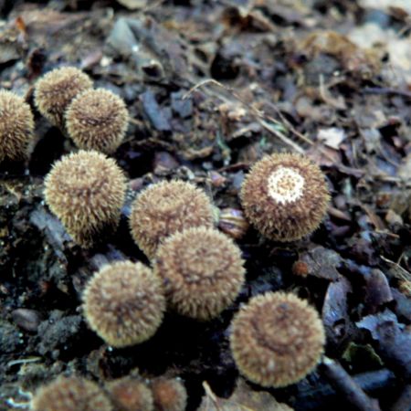 Cyathus striatus