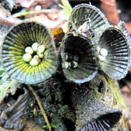 Cyathus striatus