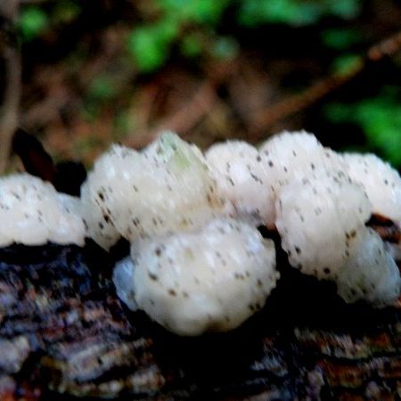 Tremella encephala