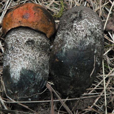 Leccinum versipelle