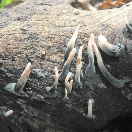 Xylaria longipes