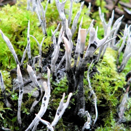 Xylaria hypoxylon