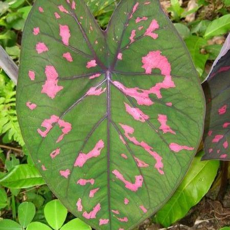 caladium