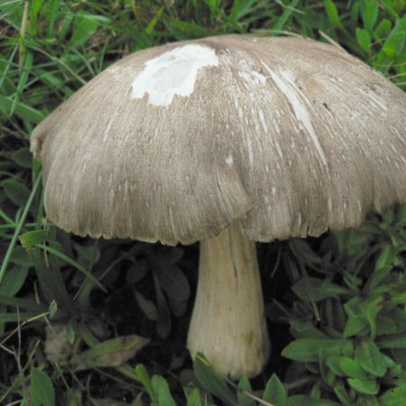 Megacollybia plathyphylla