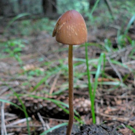 Conocybe semiglobata