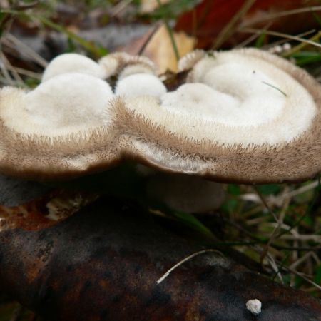 Trametes hirsuta