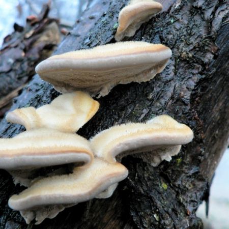 Trametes hirsuta