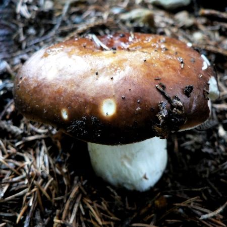 Russula integra