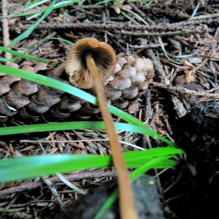 Conocybe semiglobata