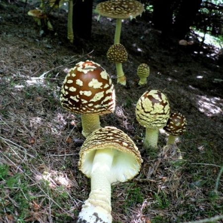 Amanita regalis