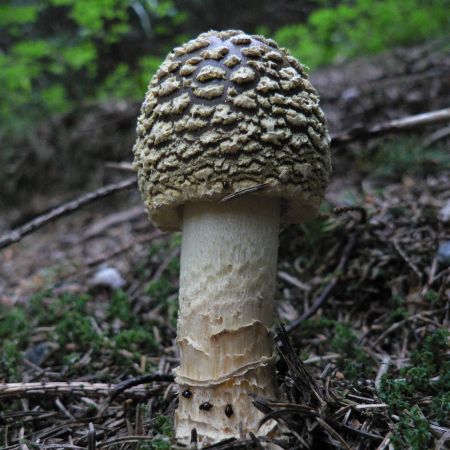 Amanita regalis