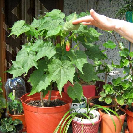 Abutilon/tei de camera sau pristolnic