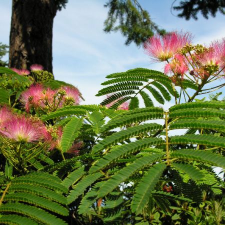 arborele de matase