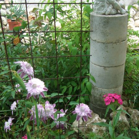 clematita batuta