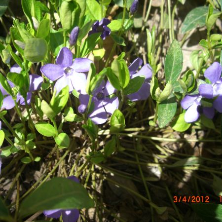 Vinca