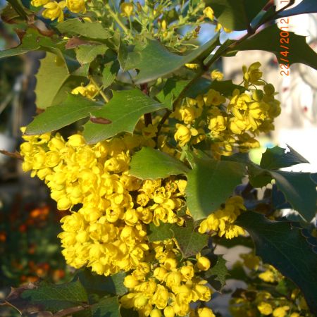 mahonia