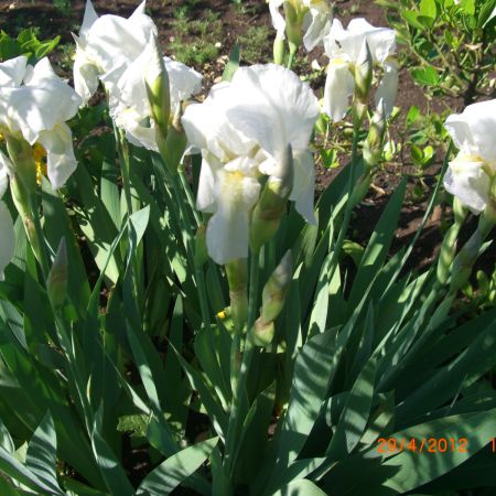 irisi albi