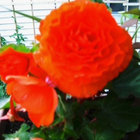 begonia